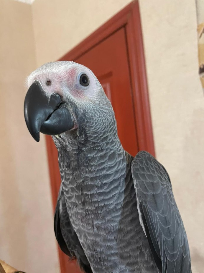 Жако выкормыш