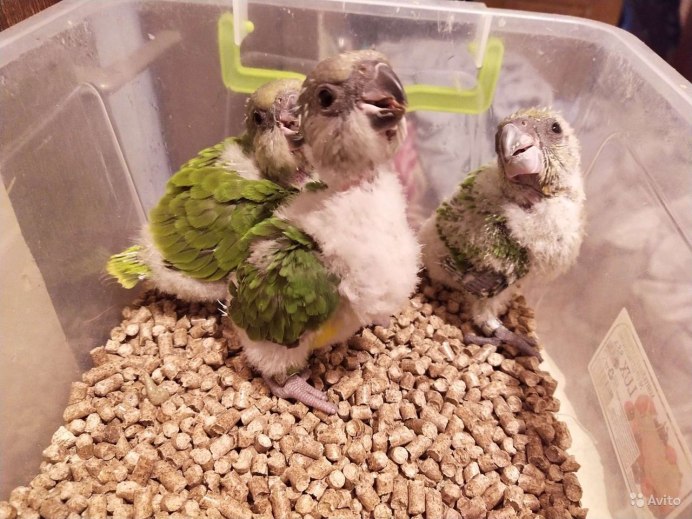 Выкормыши кореллы