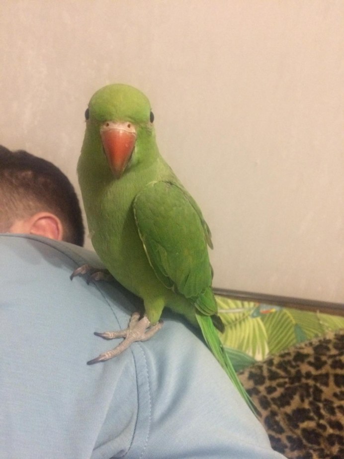 Попугай аратинга птенец