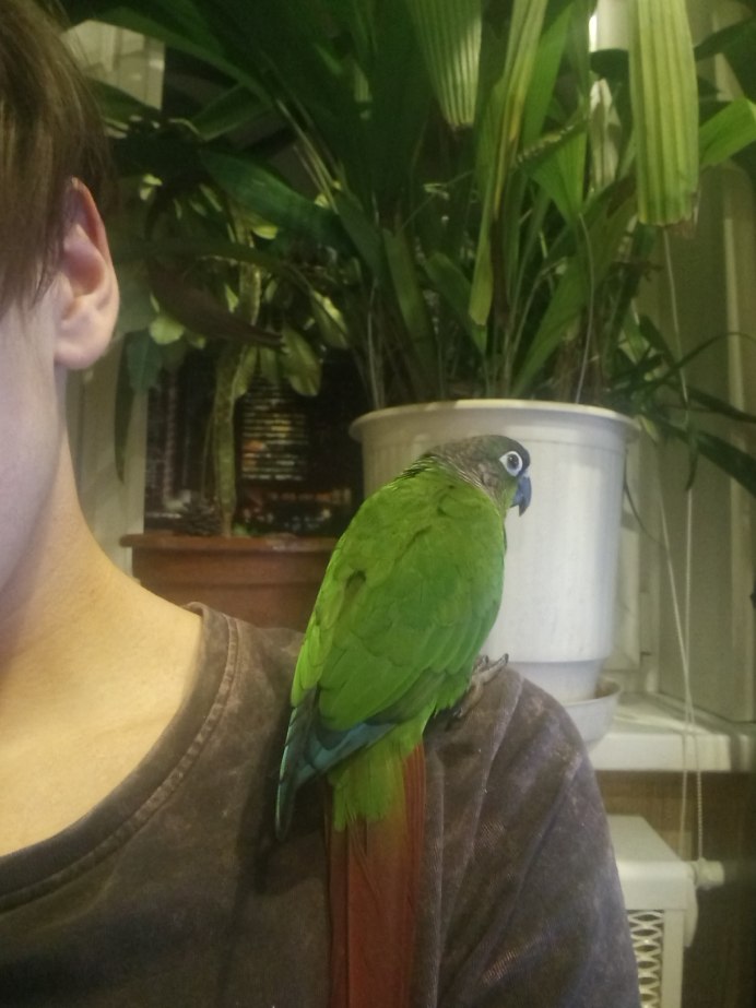 Александрийский кольчатый попугай