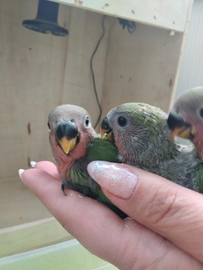 Попугай ара Нобилис