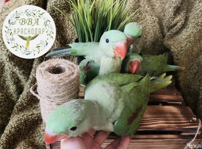 Сенегальский попугай