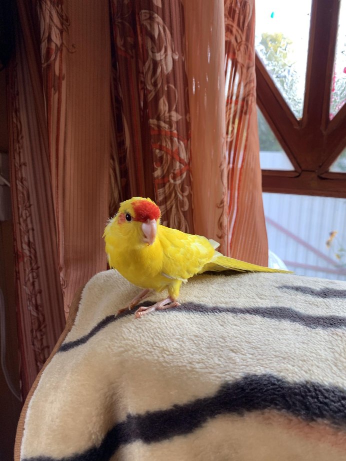 Краснохвостый жако выкормыш