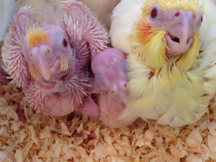 Птенец дрозда