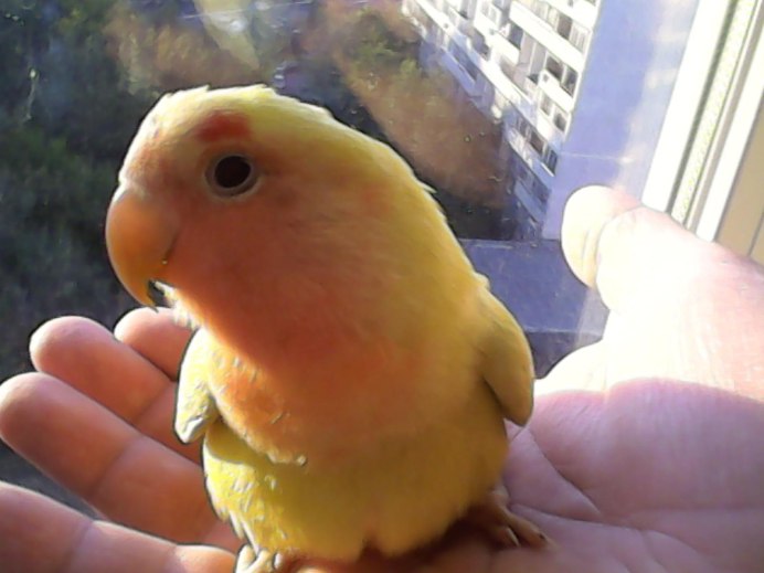 Ожереловый птенец