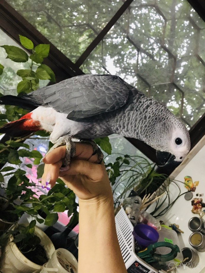 Попугай громко дышит