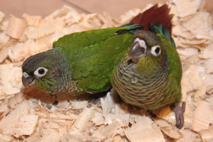Императорский Амазон птенец