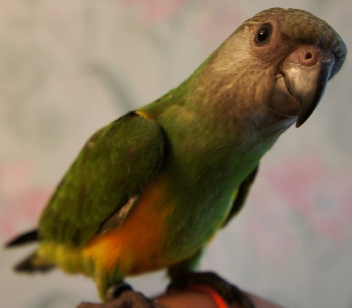 Сколько стоит попугай Калита