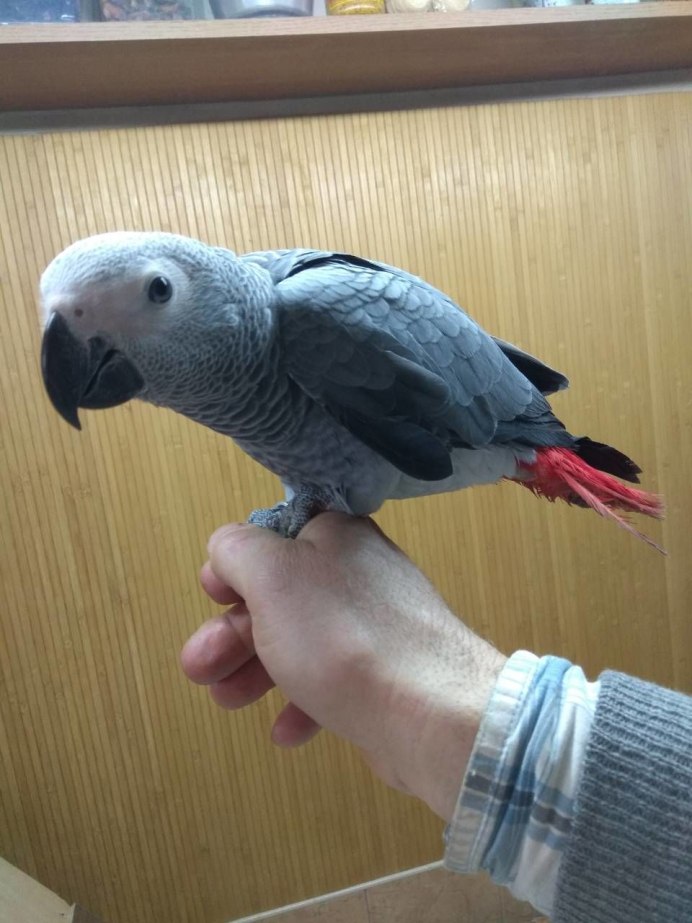 Королевские попугаи птенцы