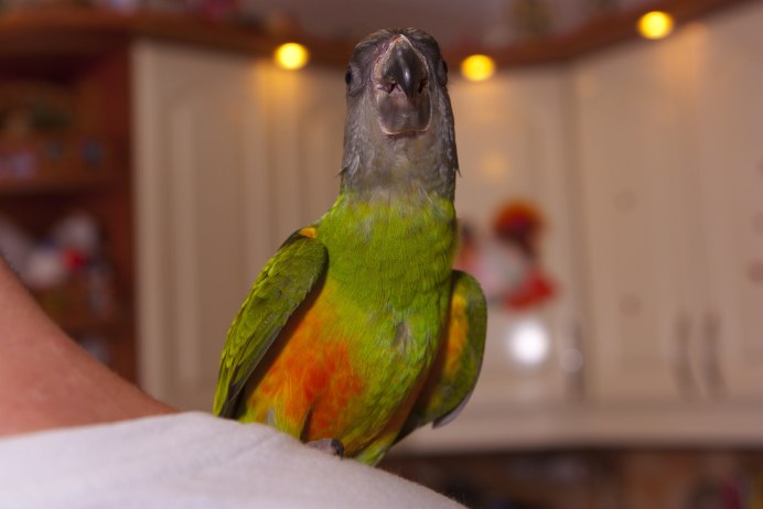 Попугай аратинга черноголовый