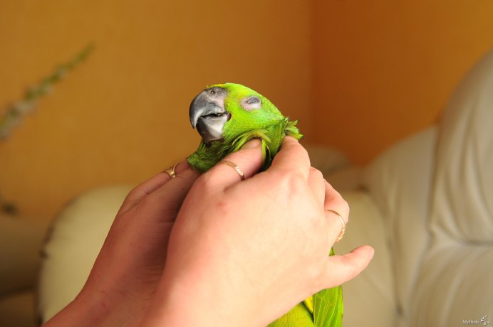 Сенегальский ручной попугай