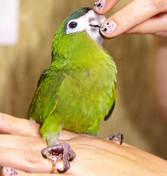 Попугай пиррура говорит