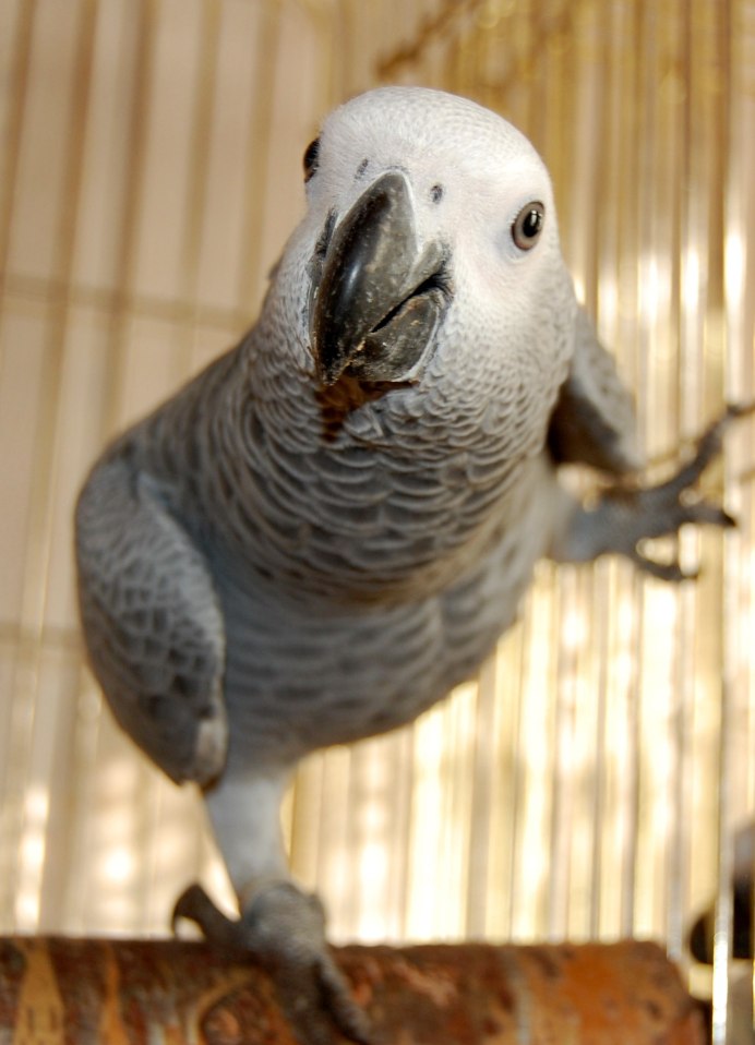 Ожереловый попугай птене