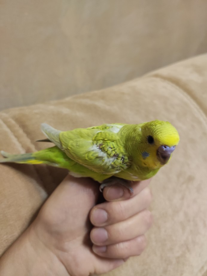 Амазон попугай