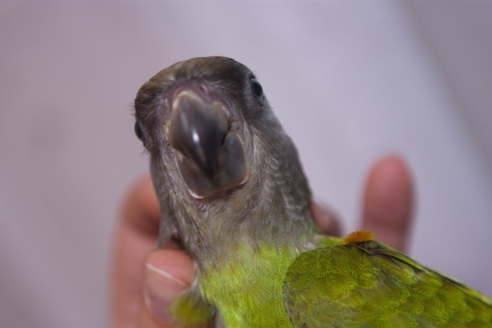 Маленький жако птенец