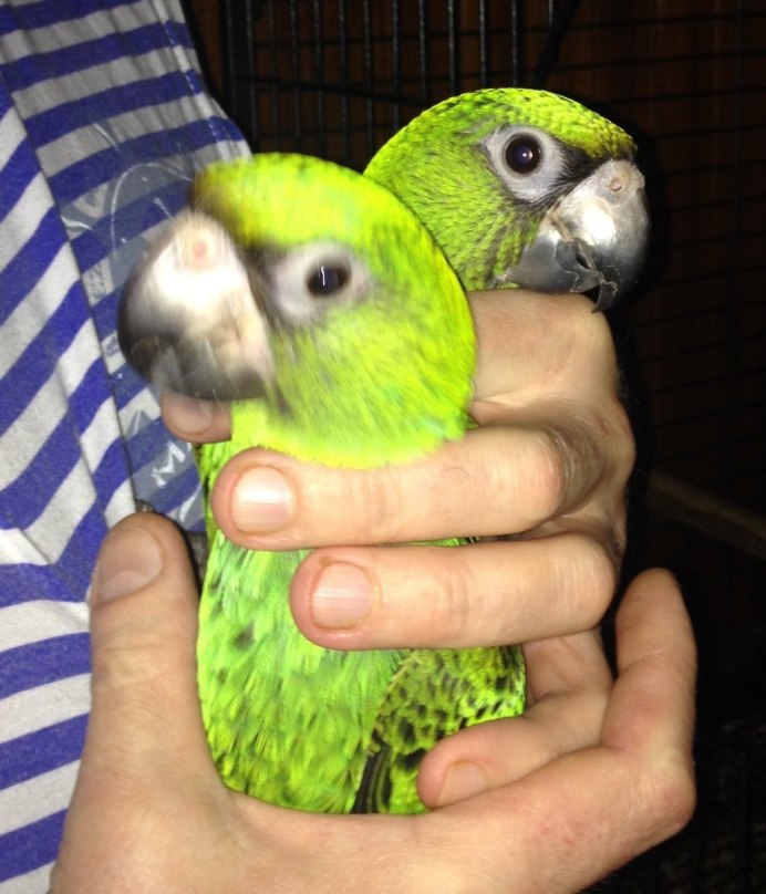 Александрийский попугай голубой