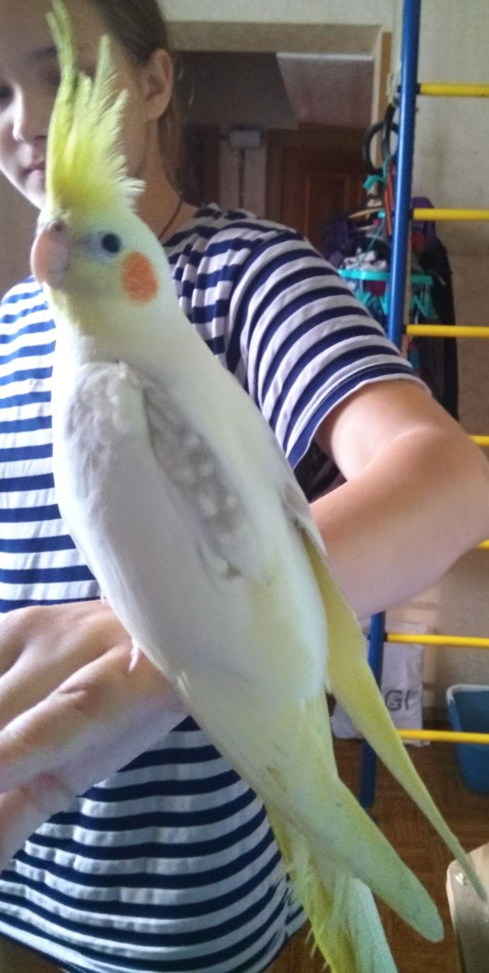 Жако три месяца выкормыши