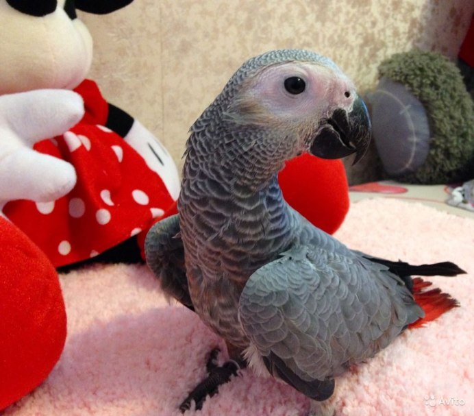 Белоглазому Аратингу птенцы