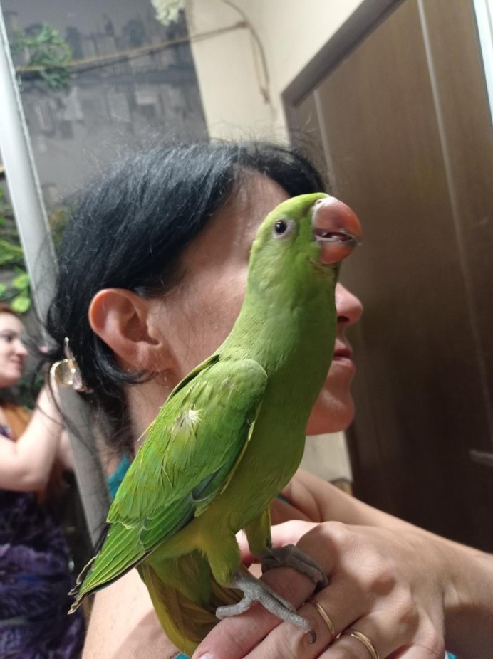 Китайский попугай