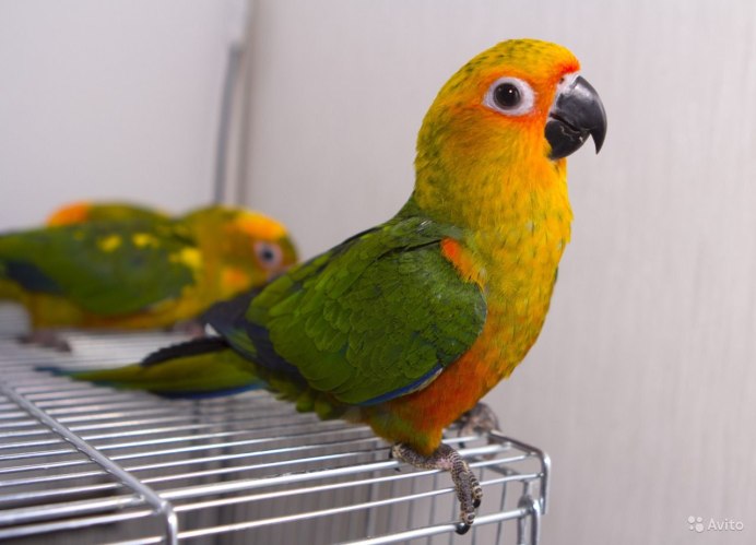 Птенец аратинга