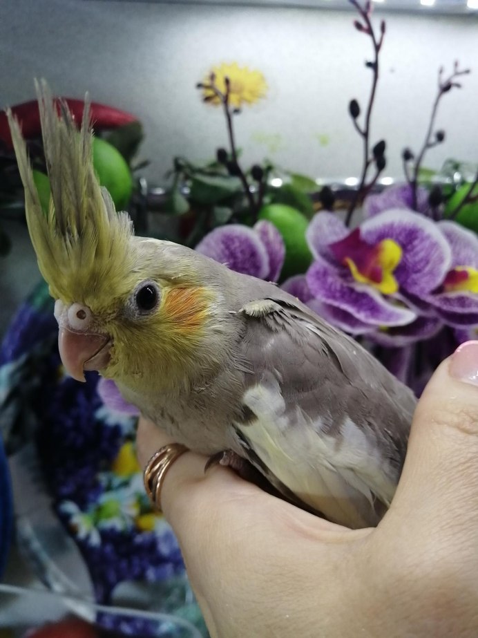 Волнистый попугай выкормыш