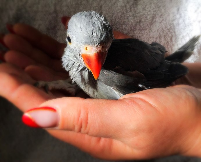 Жако выкормыш