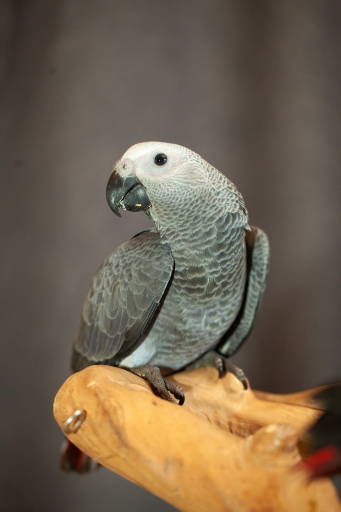 Сенегальский попугай фото