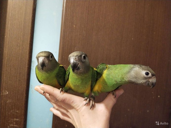 Конголезский попугай