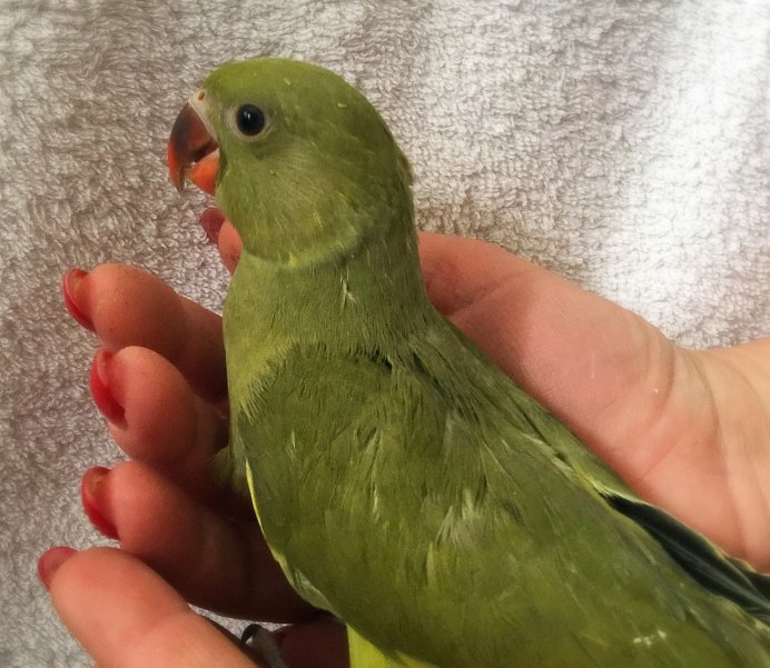 Ожереловый попугай лютино