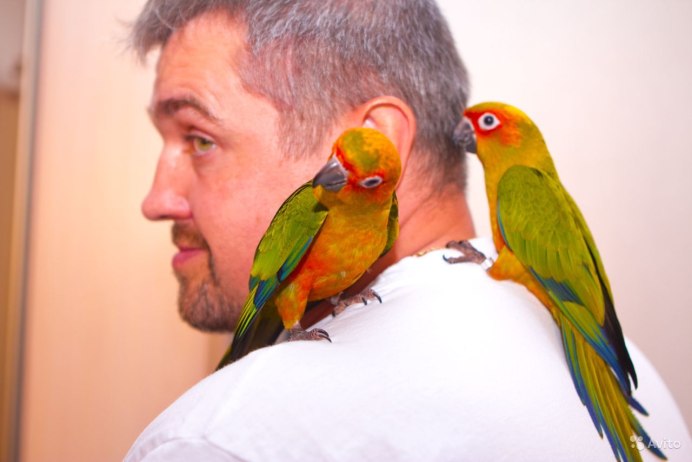 Отдам выкормыша попугая жако