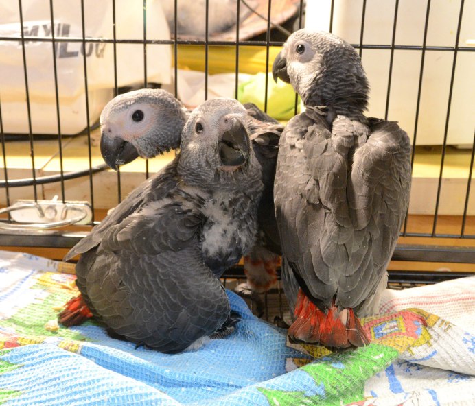 Птенец жако 2 месяца