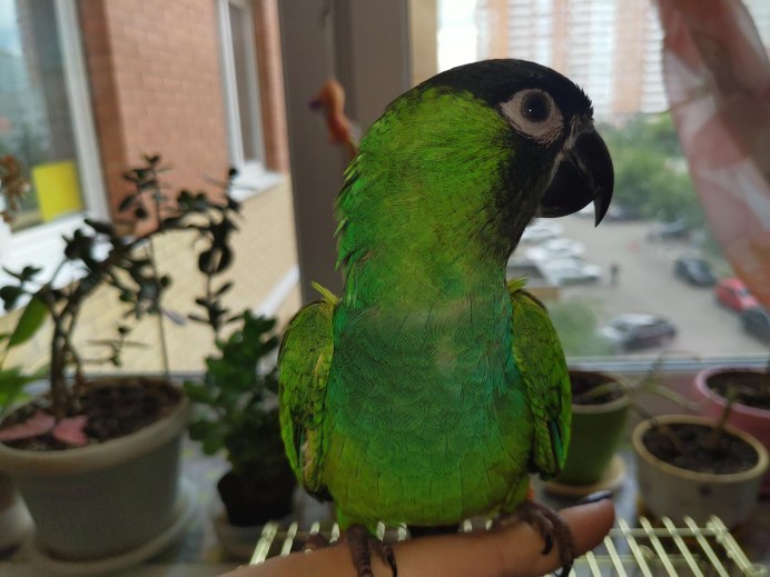 Жако выкормыш