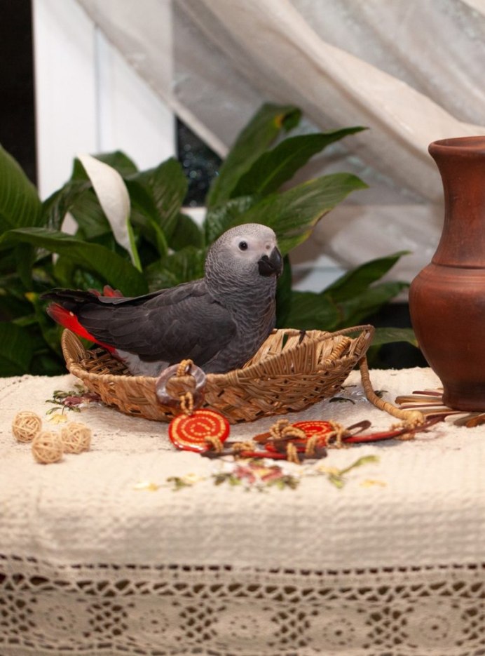 Сенегальский попугай