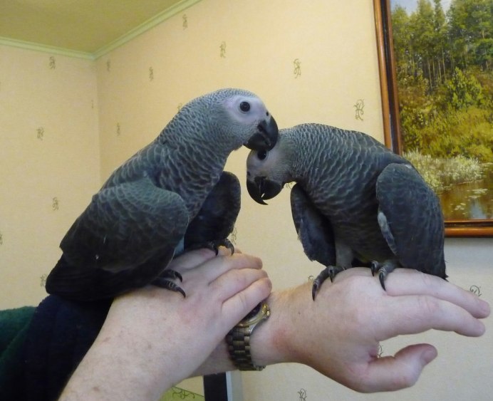 Купить срочно выкормыша воробьиного попугая