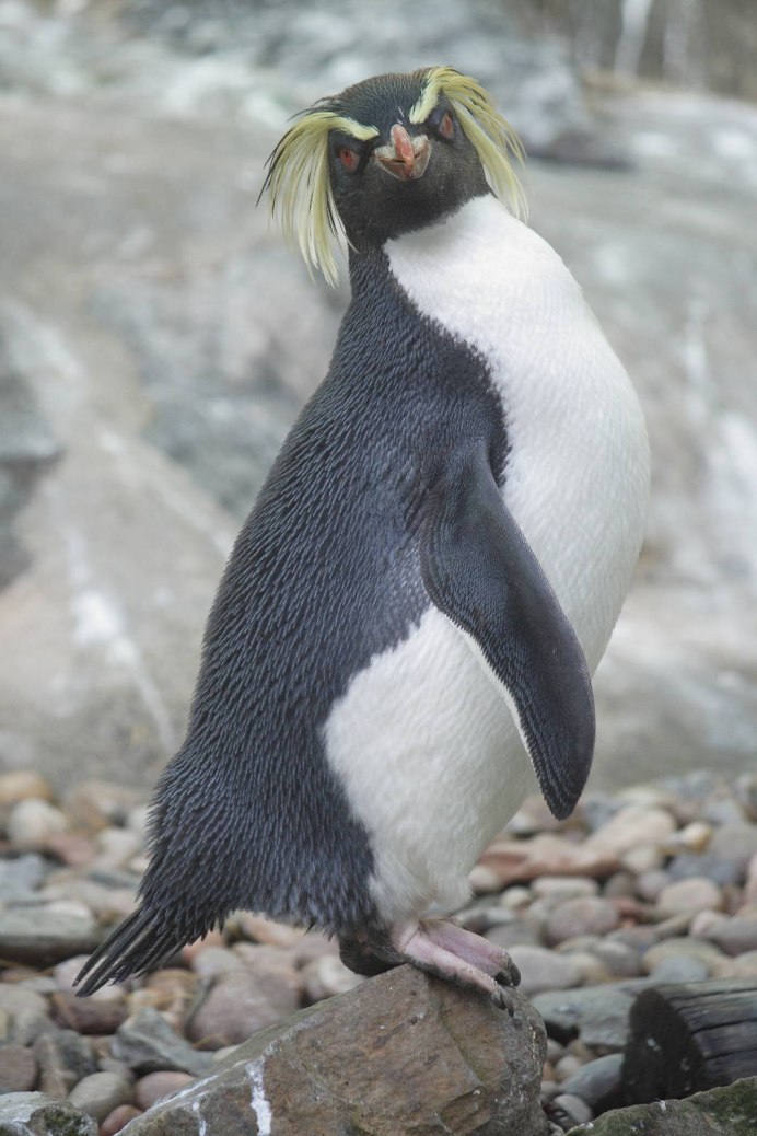 Rockhopper Penguin
