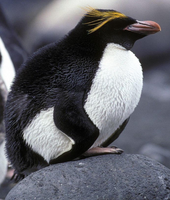 Rockhopper Penguins in the Falkland Islands