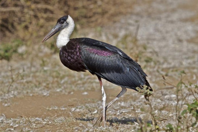Азиатский Белошейный Аист Ciconia episcopus