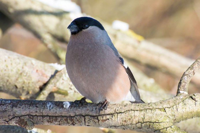 Картинки на рабочий стол Снегири