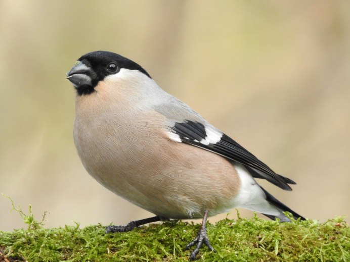 Азорский Снегирь