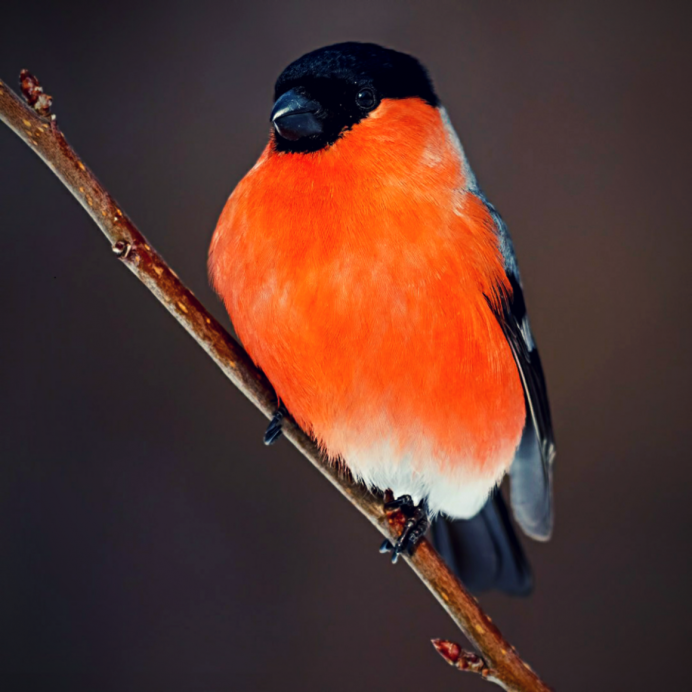 Снегирь- pyrrhula pyrrhula l.