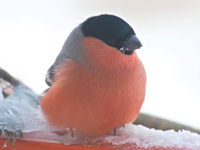 Желтогрудый Снегирь