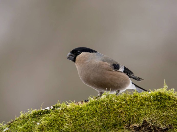 Бурый Снегирь