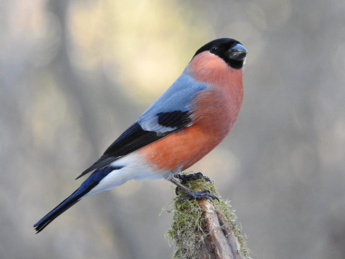 Птицы Подмосковья снегириха