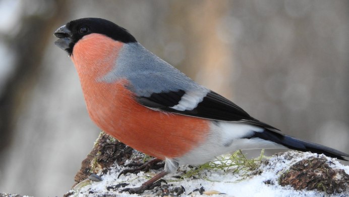 Снегирь фото
