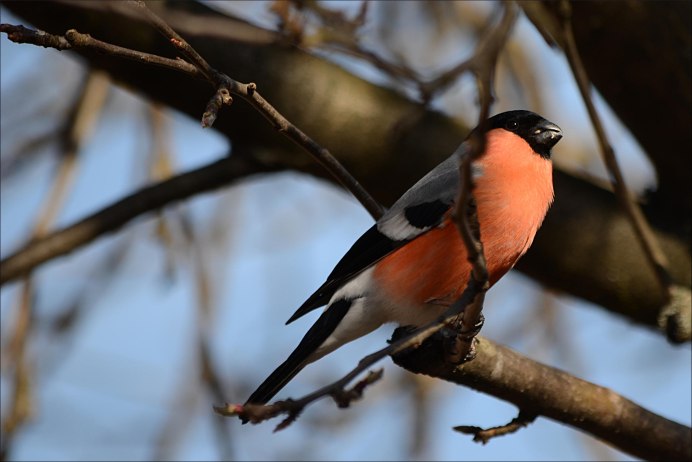 Красноголовый Снегирь