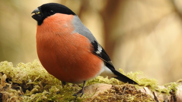 Серый Снегирь самка