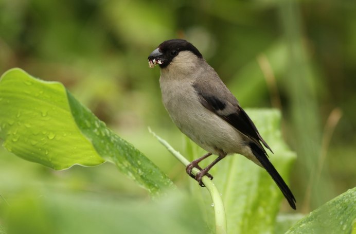 Птица Снегирь самка