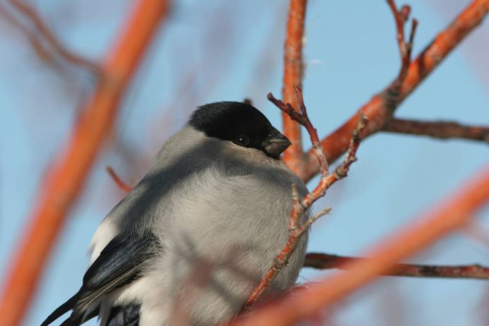 Фото птицы, но они платежеспособные