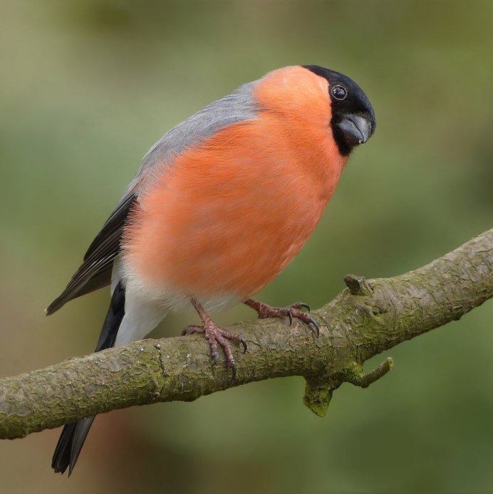 Снегири Якутии