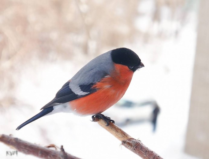 Снегирь в Забайкалье